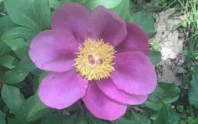 Foro de Deporte y Cultura | EJE&CON